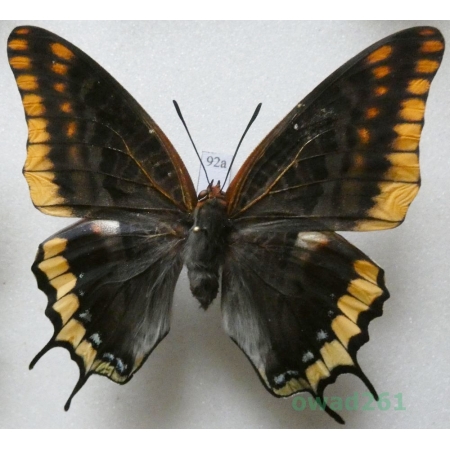 Charaxes jasius (Linnaeus, 1767) female Croatia 66mm92a